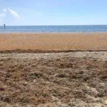 thumbnail for publication: Cost Estimates for Producing Sargassum spp. Compost